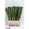 Pandanus Cone (rd)