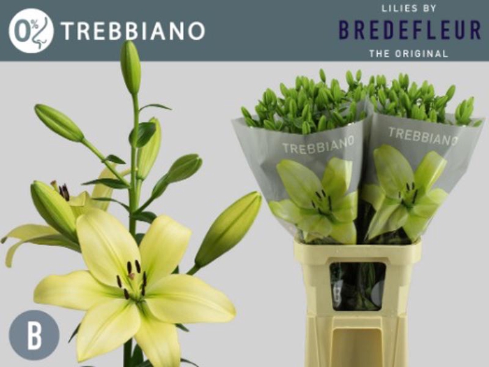 <h4>Li La Trebbiano 4+ Bredefleur</h4>