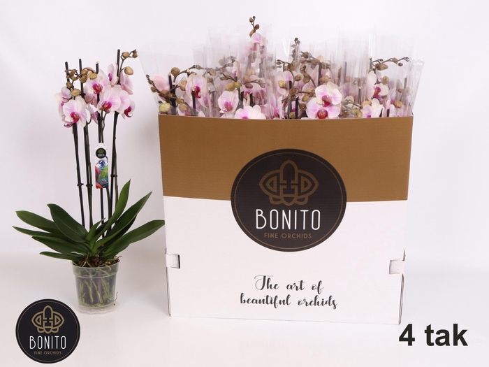 <h4>PHAL AN DENVER</h4>