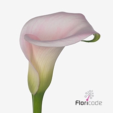 Zantedeschia sweet art