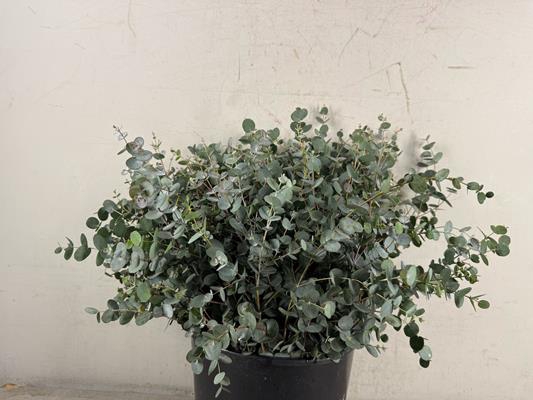 <h4>Eucalyptus Gunni Bs 150g</h4>