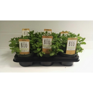 Munt Marokkaanse P12 HERBIO steker