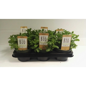 Munt Marokkaanse P12 HERBIO steker