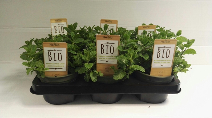 <h4>Munt Marokkaanse P12 HERBIO steker</h4>