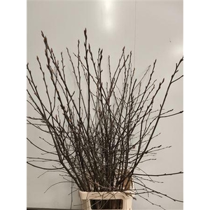 KRENTEBLOESEM P STEM