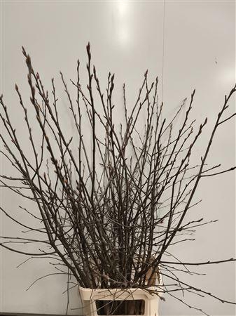 <h4>KRENTEBLOESEM P STEM*</h4>