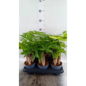Pachira aquatica