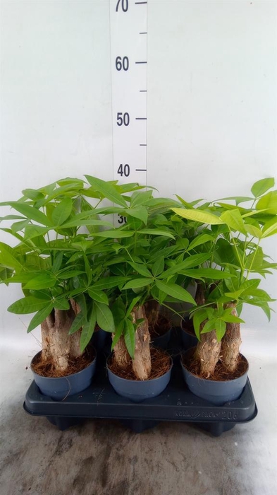 <h4>Pachira aquatica</h4>