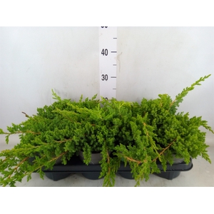 Juniperus procumbens 'Nana'