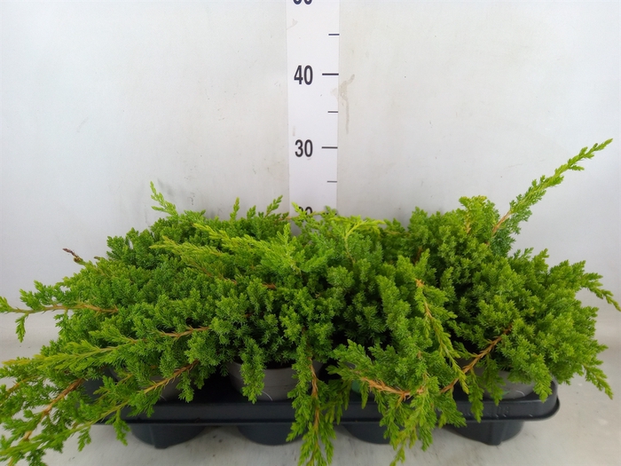 <h4>Juniperus procumbens 'Nana'</h4>
