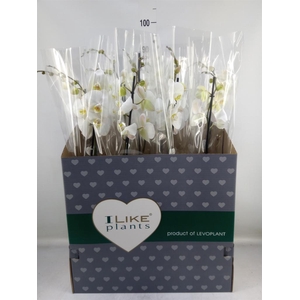 Phalaenopsis   ...white