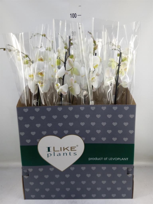 <h4>Phalaenopsis   ...white</h4>