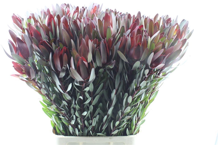 <h4>Leucad Saf Sunset</h4>