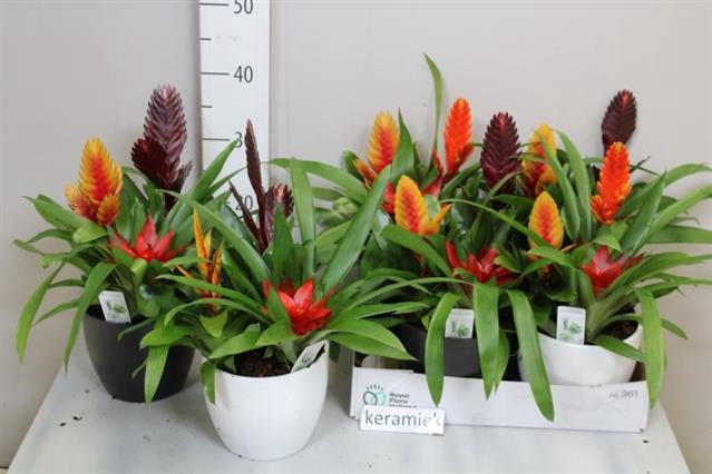 <h4>ARR BROMELIA</h4>