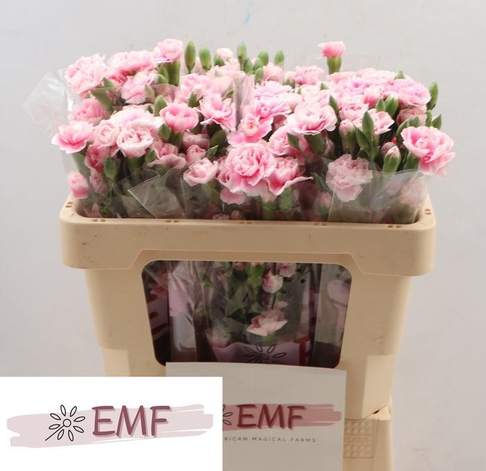 <h4>Di Tr Fancy Frill</h4>