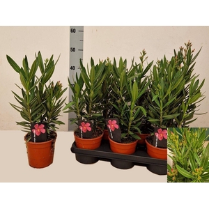 NERI OLEANDER