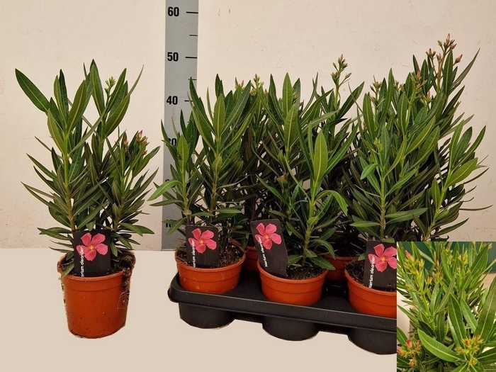 <h4>NERI OLEANDER</h4>