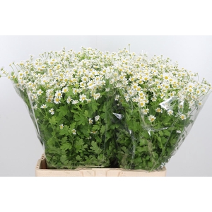 Tanacetum Pa Single Vegmo