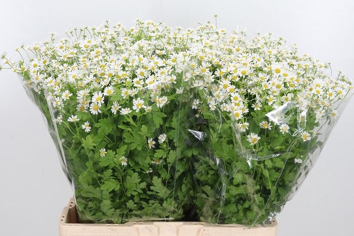 <h4>Tanacetum Pa Single Vegmo</h4>