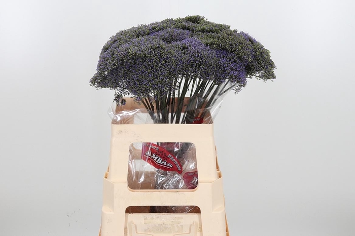 <h4>Trach Blue Shine</h4>