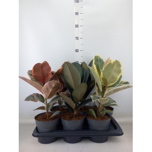 Ficus elastica   ...