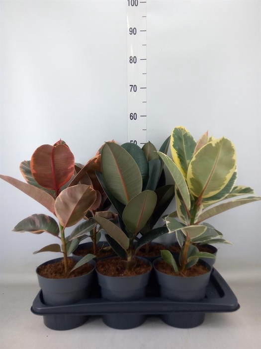 <h4>Ficus elastica   ...</h4>