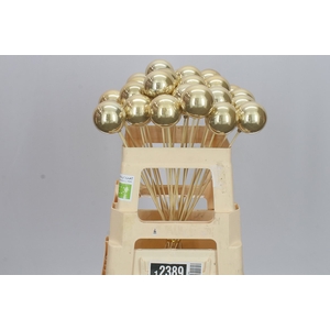 X-mas Balls Champagne Pearl X25