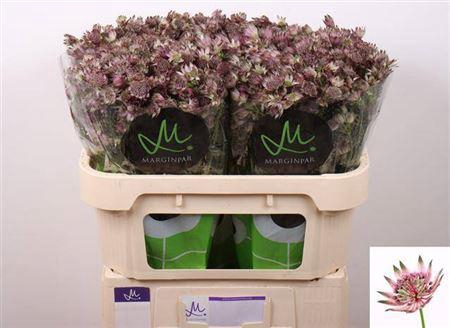 <h4>Astrantia Star Of Africa</h4>