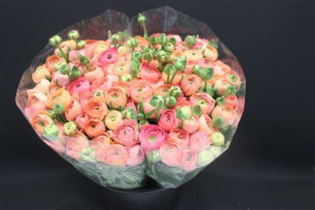 <h4>Ranonkel Zwaar Zalm</h4>