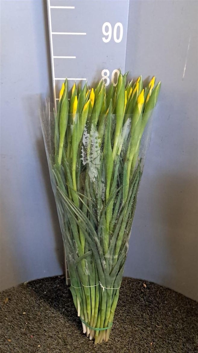 <h4>Iris Jaune Giallo</h4>