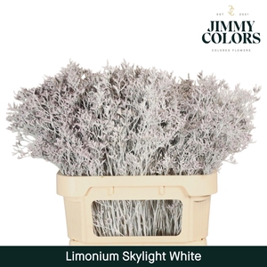 Limonium Skylight L80 White