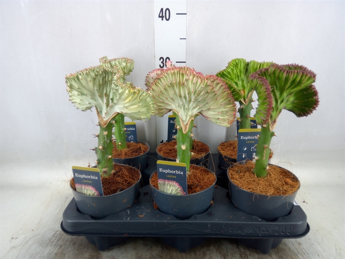 <h4>Euphorbia lactea 'Cristata'</h4>