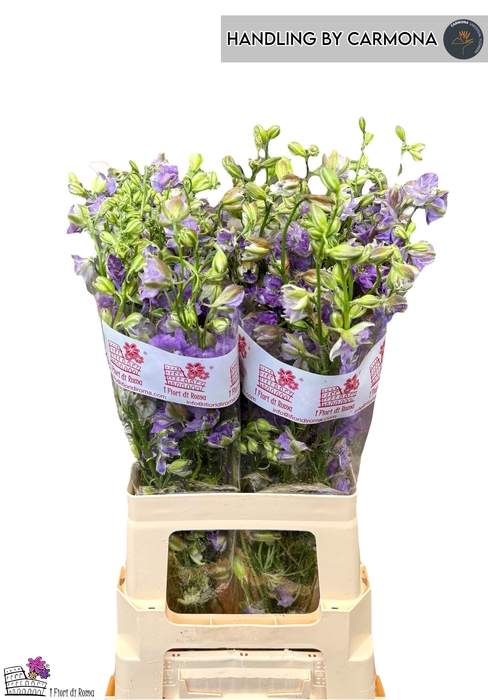 <h4>CONS R Q VIOLE LILAC</h4>