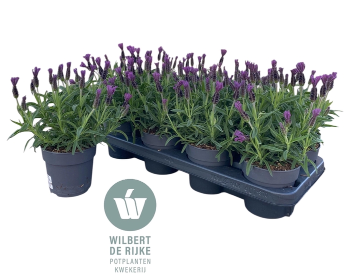 Lavan S Bell Toscane