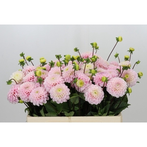 Dahlia Wizard of Oz