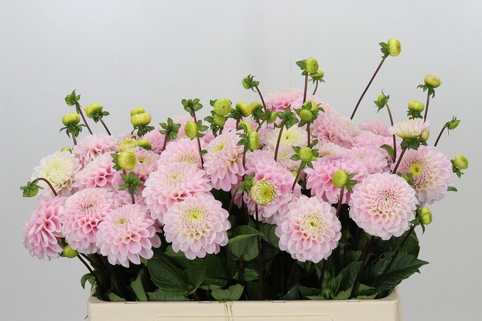 <h4>Dahlia Wizard of Oz</h4>
