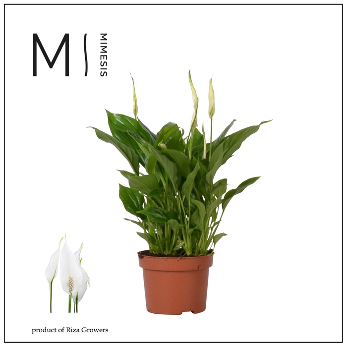 <h4>Mimesis Spathiphyllum Rondo - 10.5 cm</h4>