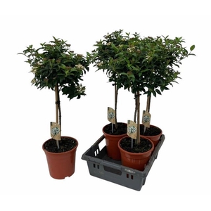 VIBU TINUS EVE PRICE