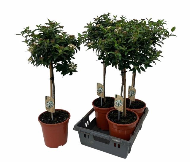 <h4>VIBU TINUS EVE PRICE</h4>