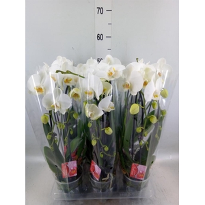 Phalaenopsis  'Elegant Cascade'