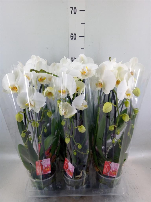 <h4>Phalaenopsis  'Elegant Cascade'</h4>