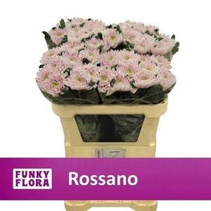 CHR G ROSSANO