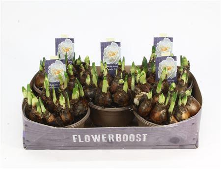 <h4>Narcis Bridal Crown</h4>