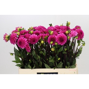 Dahlia Pink Cap