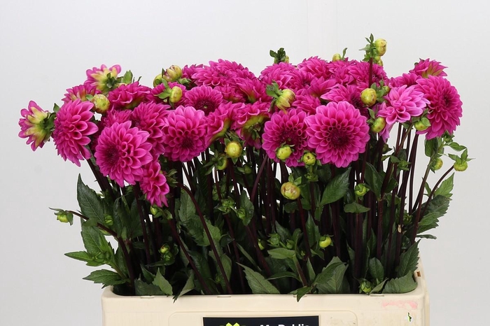 <h4>Dahlia Pink Cap</h4>