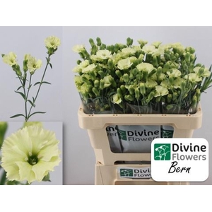 DIANTHUS TR 'SOLOMIO BERN'