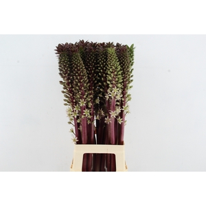 EUCOMIS SP BURGUNDY