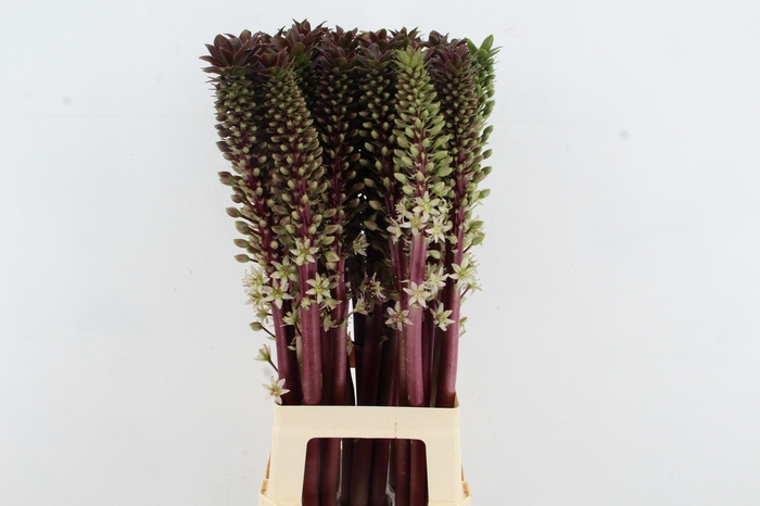 <h4>EUCOMIS SP BURGUNDY</h4>