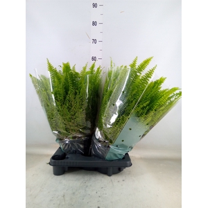 Nephrolepis exal. 'Green Lady'