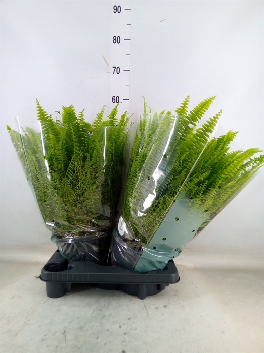 <h4>Nephrolepis exal. 'Green Lady'</h4>
